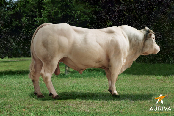 Tên đực giống: Lupin EXC